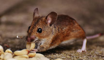 24 Hour & Emergency Exterminators in Lithia, VA